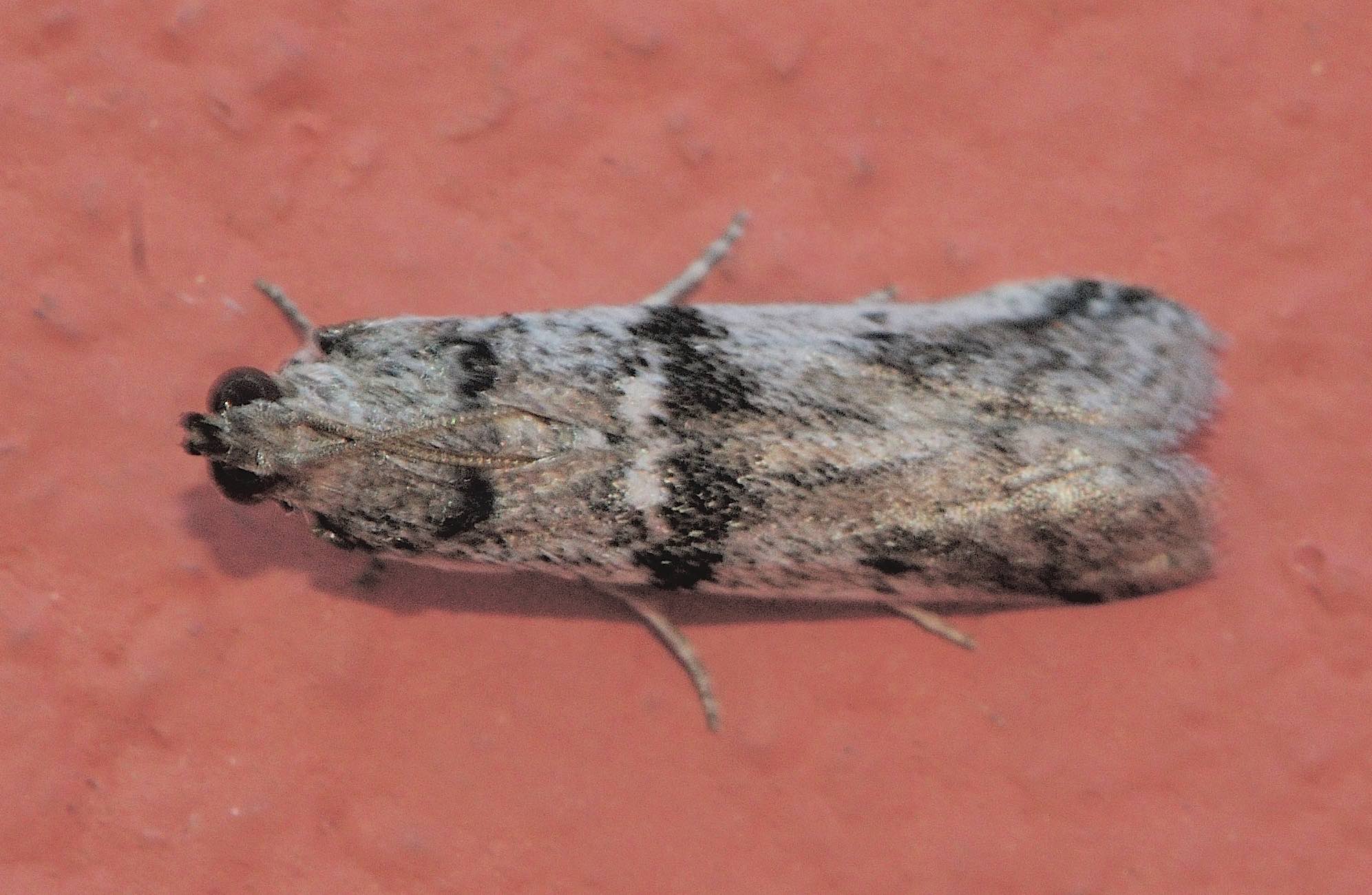 Lepidoptera dell''isola di Lefkada: Ephestia welseriella